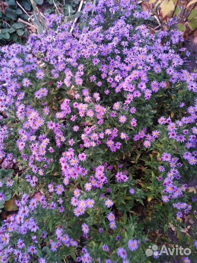 Цветы. Астра (сентябрины). Есть хризантемы