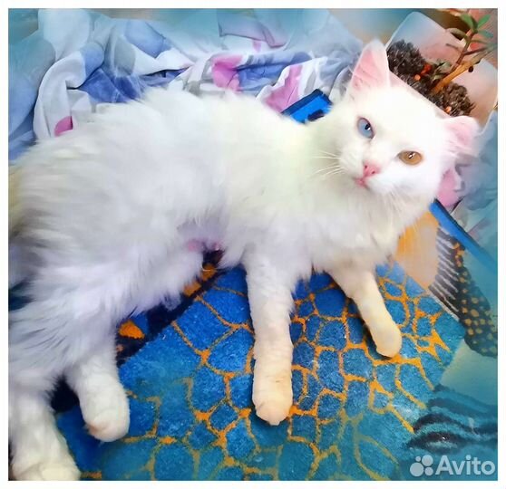 Кошка турецкая ангора