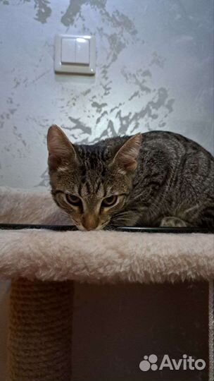 Котенок Джек