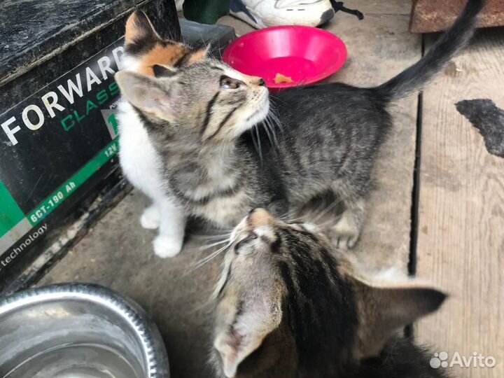 Котята в добрые руки девочки