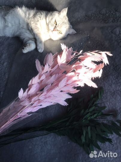 Хасмантиум