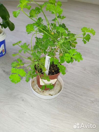 Хойя, пеларгония, валлота, кактусы и суккуленты