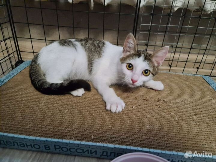 Котята-девчата. Стерилизация в подарок