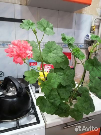 Пеларгония герань сортовая