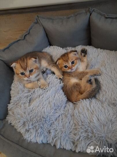Котята золотая шиншилла