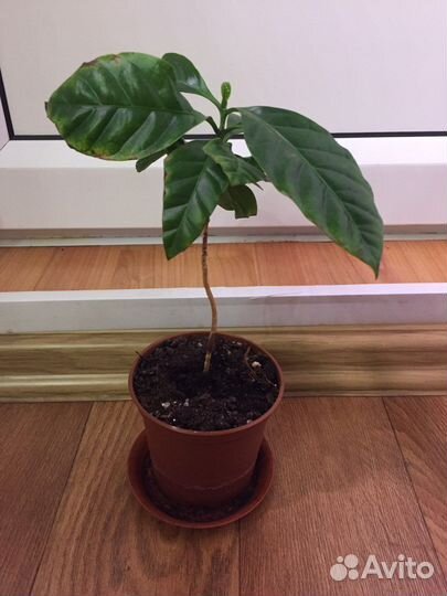 Кофе арабика