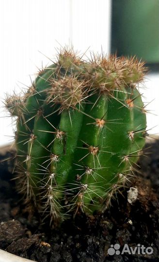 Кактус эхинопсис собираются цвести