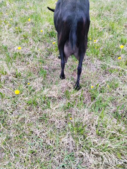 Козочка альпийской породы