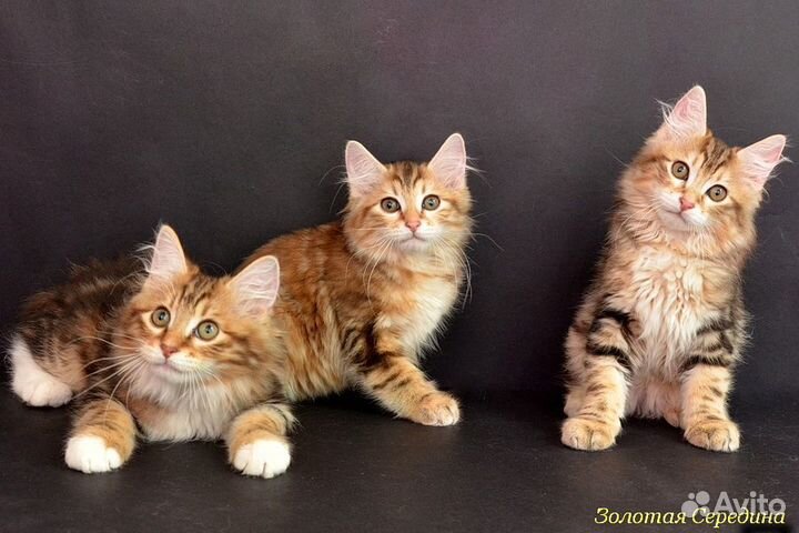 Золотая мраморная курилочка