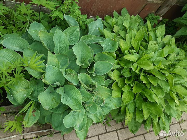 Хоста садовые цветы