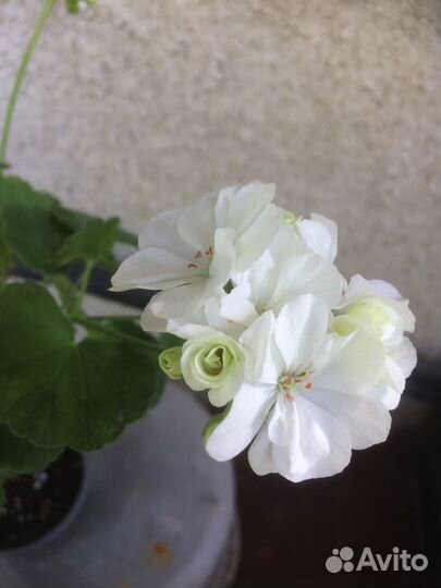 Герань пеларгония белая