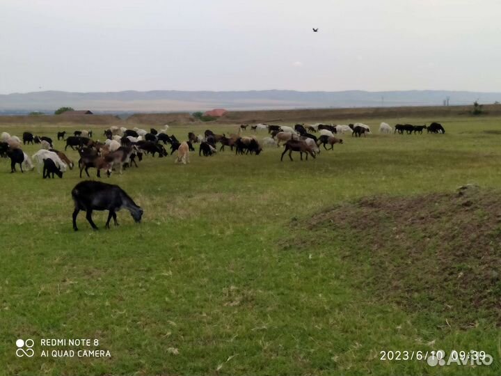 Козы и козлята