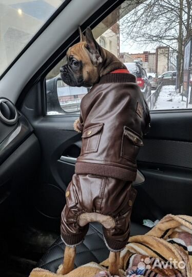 Французский бульдог щенки