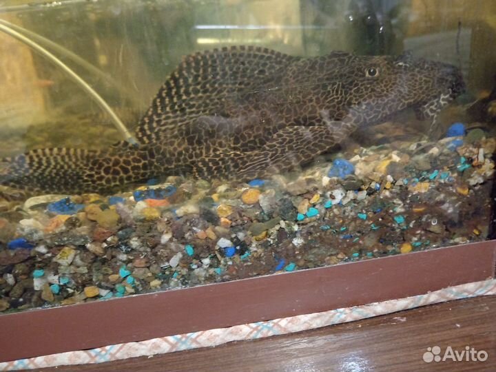 Парчовый сом