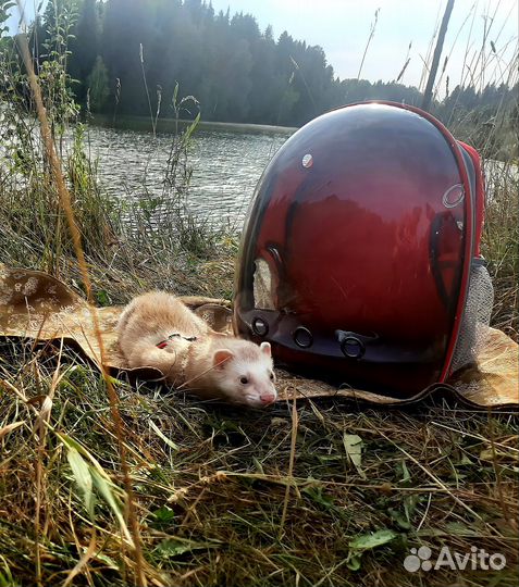 Аренда переносок, коляска и передержка животных