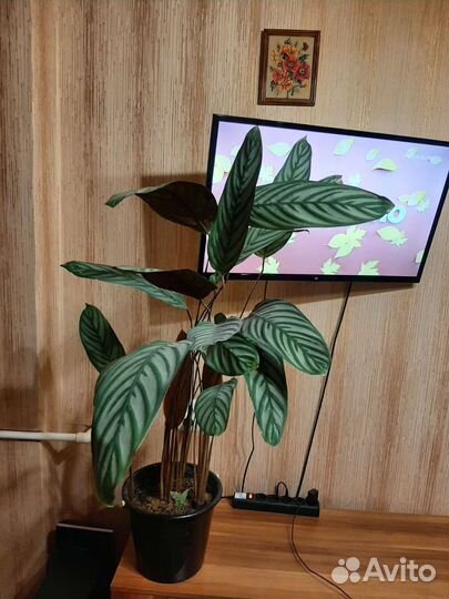 Калатея, Эухарис (амазонская лилия)