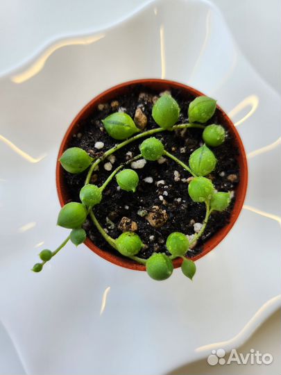 Крестовник роули