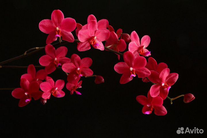 Орхидея Buddha's Treasure (Сокровище Будды)