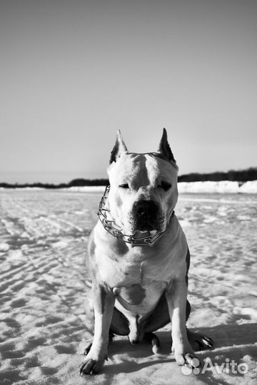 Вязка кобеля амстафа