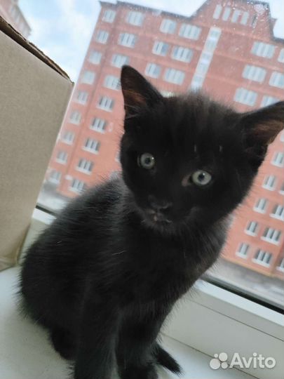 Британские котята