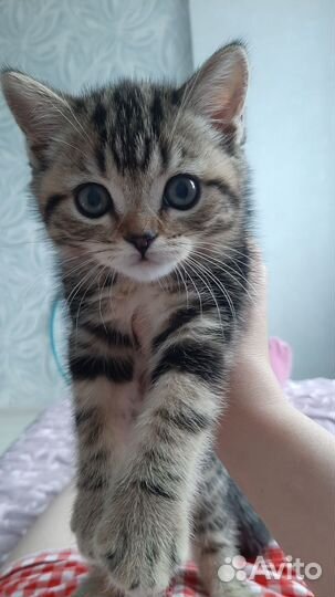 Шотландский кот вязка
