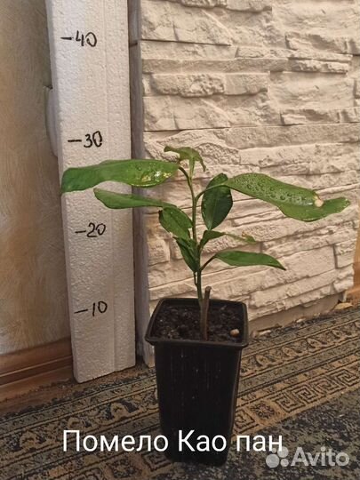 Цитрусовые растения, инжир