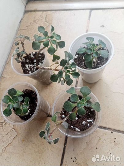 Аихризон дерево любви