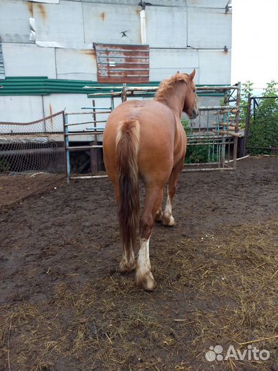 Советский жеребец