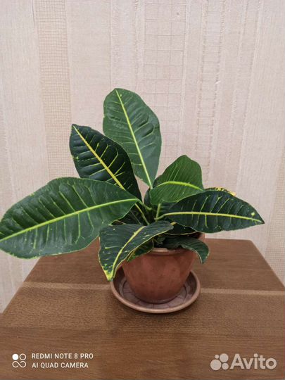 Кротон петра