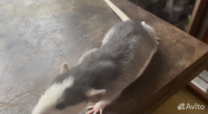 Крыски Дамбо Хаски