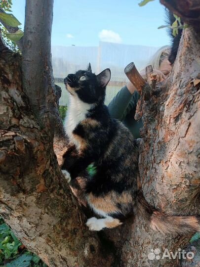 Трехшерстные кошечки