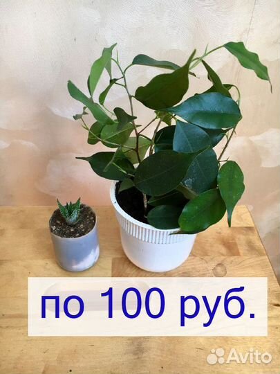Фикус Бенджамина Портулакария Афра Хавортия