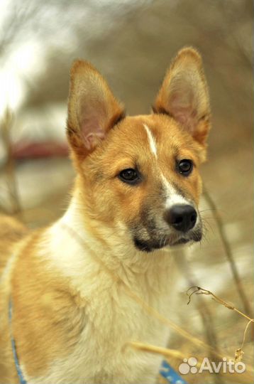 Метис американской акиты, 6 месяцев, в дар