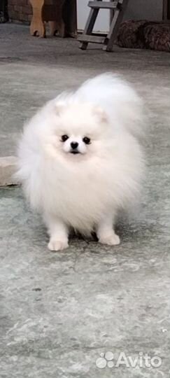 Белые пушистики