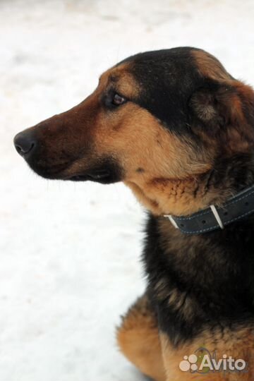 Хороший друг Кроч очень ждёт своего человека