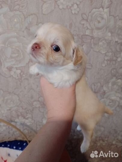 Щенки чихуахуа мини