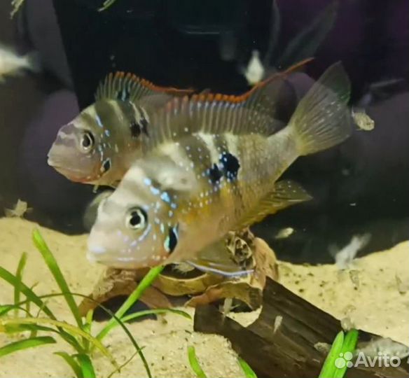 Цихлазома Элиота