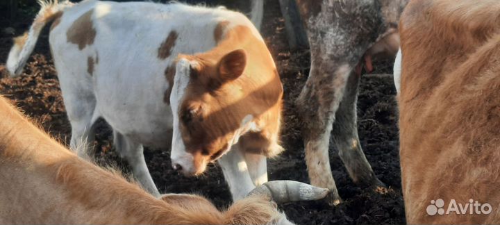 Продам корову
