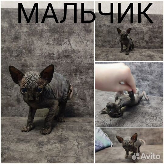Канадский сфинкс