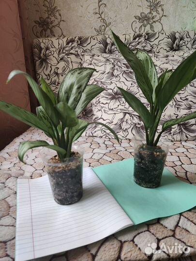 Комнатные цветы