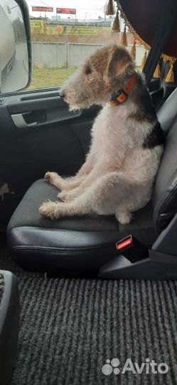 Вязка фокстерьер Ищем девочку, мальчик четыре года