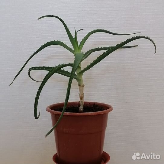 Алоэ лечебный