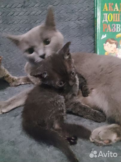 Кошечка ищет дом