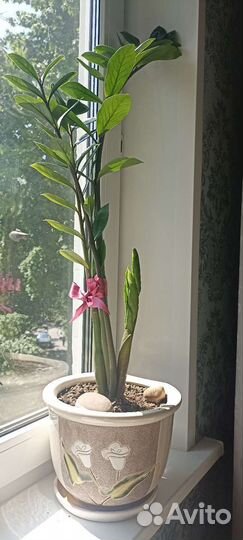 Замиокулькас