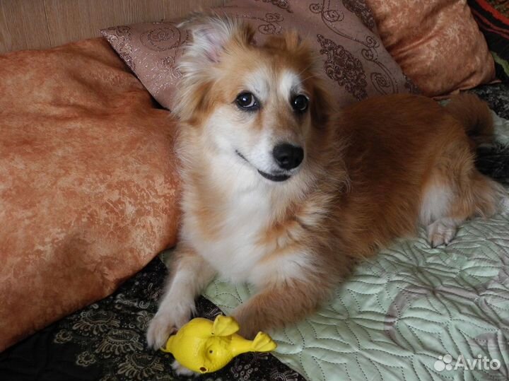 Передержка собак. Догситтер. Зооняня