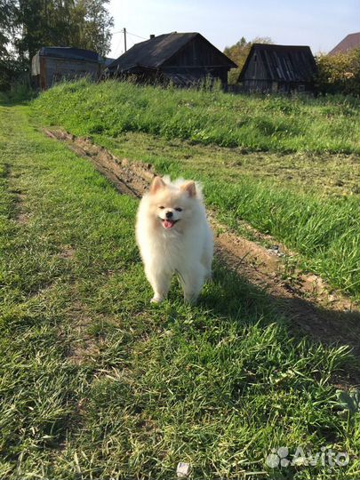 Шпиц(вязка)