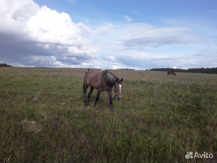 Продам жеребенка