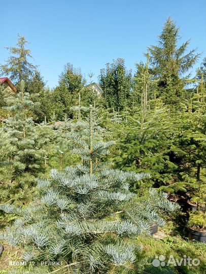 Пихта одноцветная