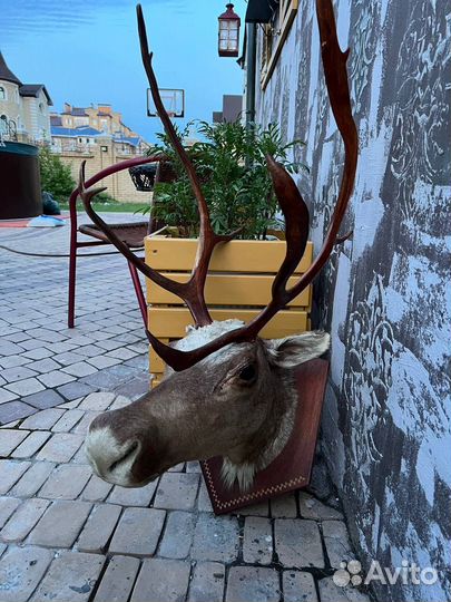 Голова оленя (чучело)