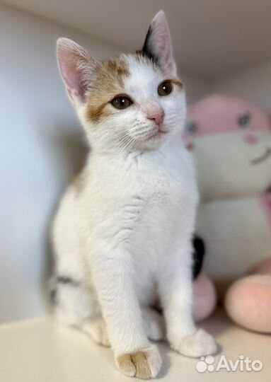 Котята в добрые руки бесплатно